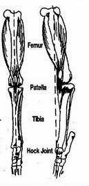 Будова колінних суглобів і їх захворювання