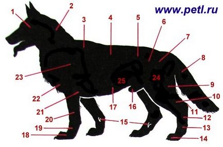 Structura corpului câinelui - portalul iubitorilor de animale - botul preferat