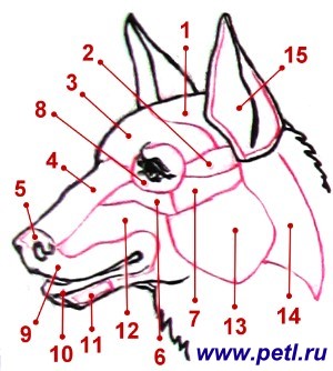 Structura corpului câinelui - portalul iubitorilor de animale - botul preferat