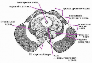 Структура і функції довгастого і середнього мозку