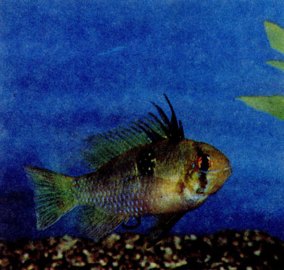 Сухопутна риба 1990 махлин м