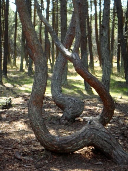 Pădurea dansatoare a scuipatului Curonian