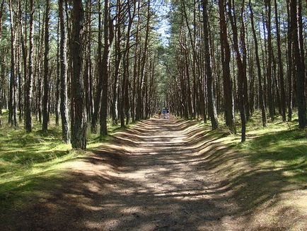 Танцюючий ліс »куршской коси