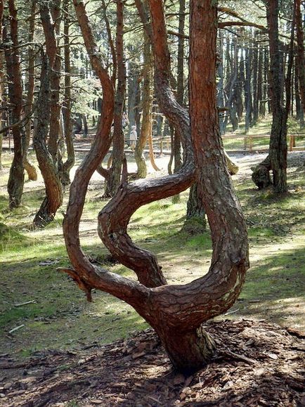 Pădurea dansatoare a scuipatului Curonian