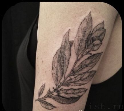 Laurel Leaf Tattoo - Bay Leaf