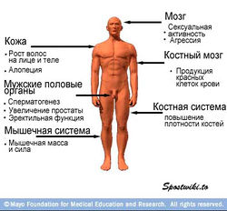 Testosteron (medicamente)