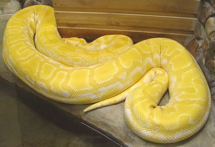 Python tigru la domiciliu (python molurus) - animale de companie