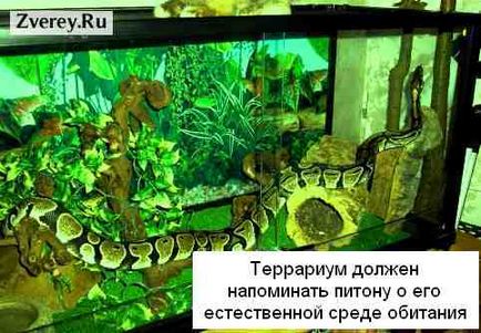 Descrierea Tiger Python în natură și conținutul casei în terariu