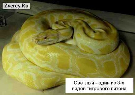 Tiger python a jellegének leírását és karbantartása a ház a terráriumban