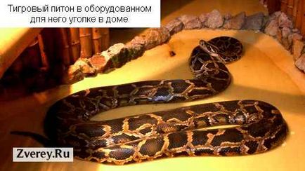 Descrierea Tiger Python în natură și conținutul casei în terariu