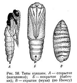 Tipuri de larve și pupa