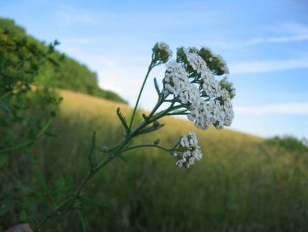 Yarrow hasznos tulajdonságokat és ellenjavallatok