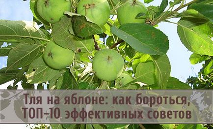 Попелиця на яблуні як боротися, топ-10 ефективних порад