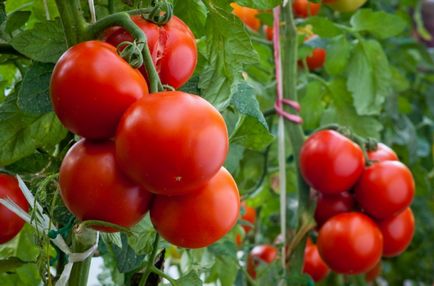 Tomato slot f1 demnitate și varietate de cultivare