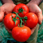 Tomato slot f1 demnitate și varietate de cultivare