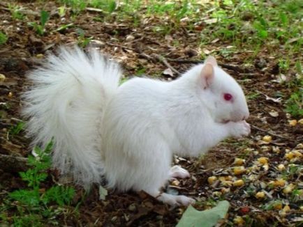 Топ 25 приголомшливі білі тварини або альбіноси, на яких цікаво подивитися
