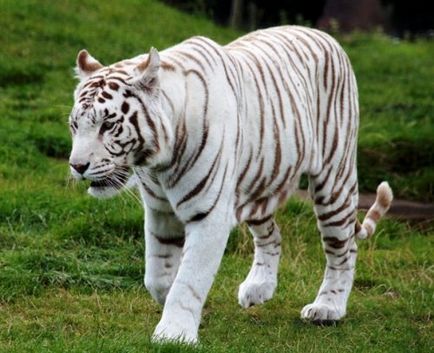 Top 25 de animale albe uimitoare sau albinos care sunt interesante de vazut