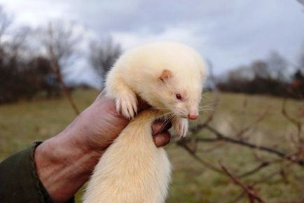 Top 25 lenyűgöző fehér vagy albínó állatok, ami érdekes, hogy