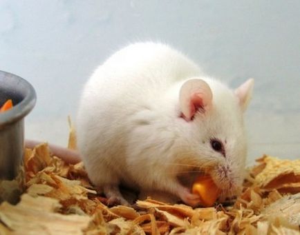 Top 25 de animale albe uimitoare sau albinos care sunt interesante de vazut