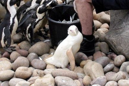 Топ 25 приголомшливі білі тварини або альбіноси, на яких цікаво подивитися