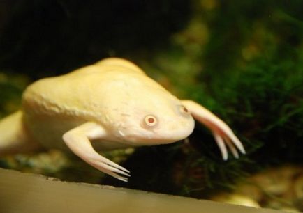 Top 25 de animale albe uimitoare sau albinos care sunt interesante de vazut