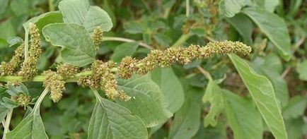 iarbă Amaranth