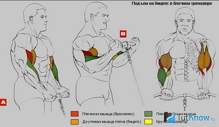 Instruirea bicepselor pe simulatorul de blocuri