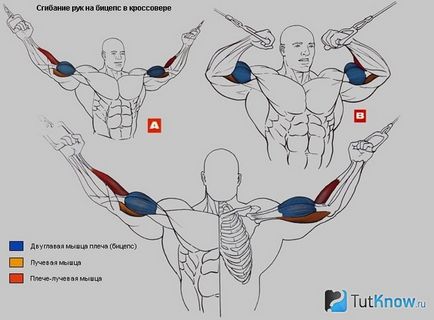 Instruirea bicepselor pe simulatorul de blocuri