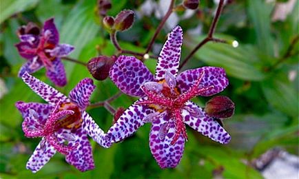 Tricirtis (planta orhidee) plantare și îngrijire, caracteristici de cultivare, condiții (video)