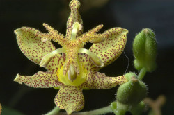 Тріціртіс (садові орхідея) посадка і догляд, особливості вирощування, умови (відео)