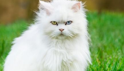 Angora turcă fotografie, descriere, descriere a rasei