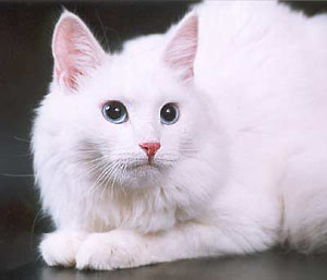 Турецька ангора стандарт wcf - породи кішок