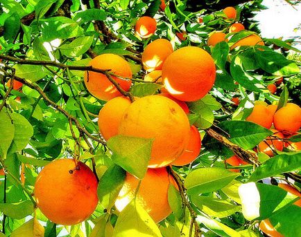 Csodálatos tulajdonságai és felhasználása narancs