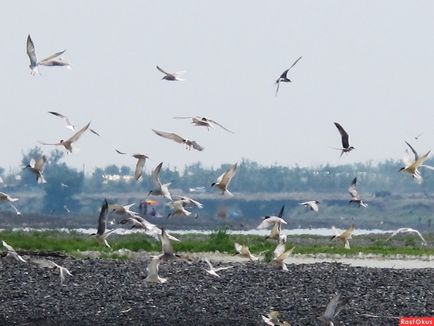 Lacul unic al Kazahstanului - Lacul Alakol