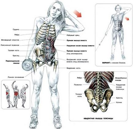 Exerciții pe mușchii abdominali oblici pentru sfaturile de antrenor pentru bărbați și femei