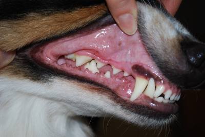 Dinții câinelui sunt dentare