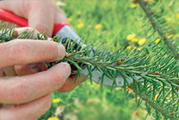 Îngrijire pentru dimensiuni mari după plantare