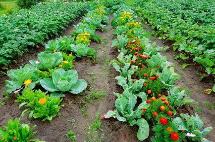 Aflați despre plantațiile densificate și compatibilitatea legumelor în paturi, pro-oraș