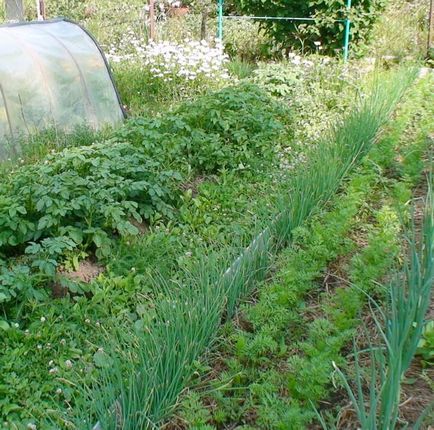 Aflați despre plantațiile densificate și compatibilitatea legumelor în paturi, pro-oraș