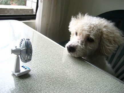 Ventilátor sejtek (sejtek) Fan sejtekre