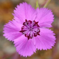 Tipuri de garoafe de gradina, fotografie, planteaza o gradina