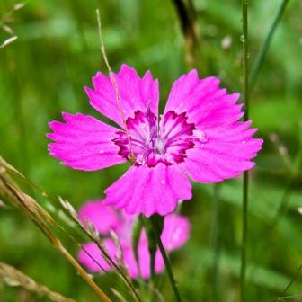 Tipuri de garoafe de gradina, fotografie, planteaza o gradina