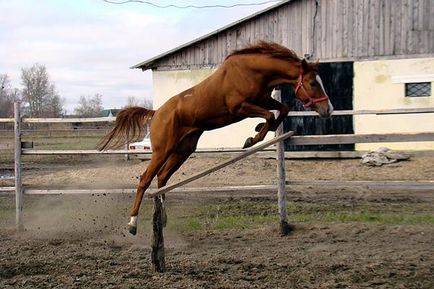 Dresajul unui cal tânăr, lecții de dresaj, alergatul calului, calul obișnuit să atingă, mișcarea