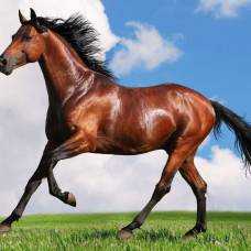 В Ірані виявлено найстаріші останки каспійської коні