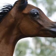 В Ірані виявлено найстаріші останки каспійської коні