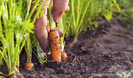 Noi crestem morcovi alegerea varietății și a locului de plantare, organizarea de paturi, cum să fertilizeze