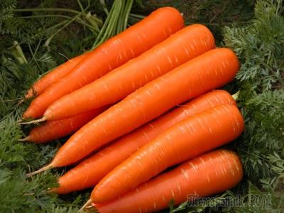Вирощуємо моркву вибір сорту і місця посадки, організація грядок, як удобрювати