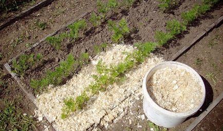 Вирощуємо моркву вибір сорту і місця посадки, організація грядок, як удобрювати