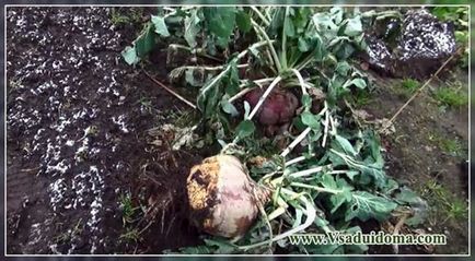 Вирощування брукви (фото) посадка і догляд, сайт про сад, дачі і кімнатних рослинах