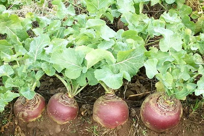 Вирощування брукви, природне землеробство